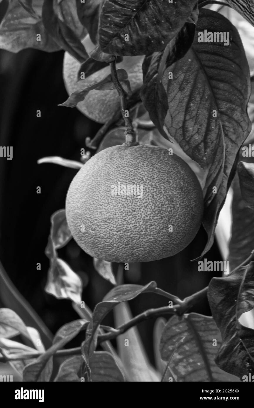 Photo lime, Citrus aransifolia lime, plant; Stock Photo