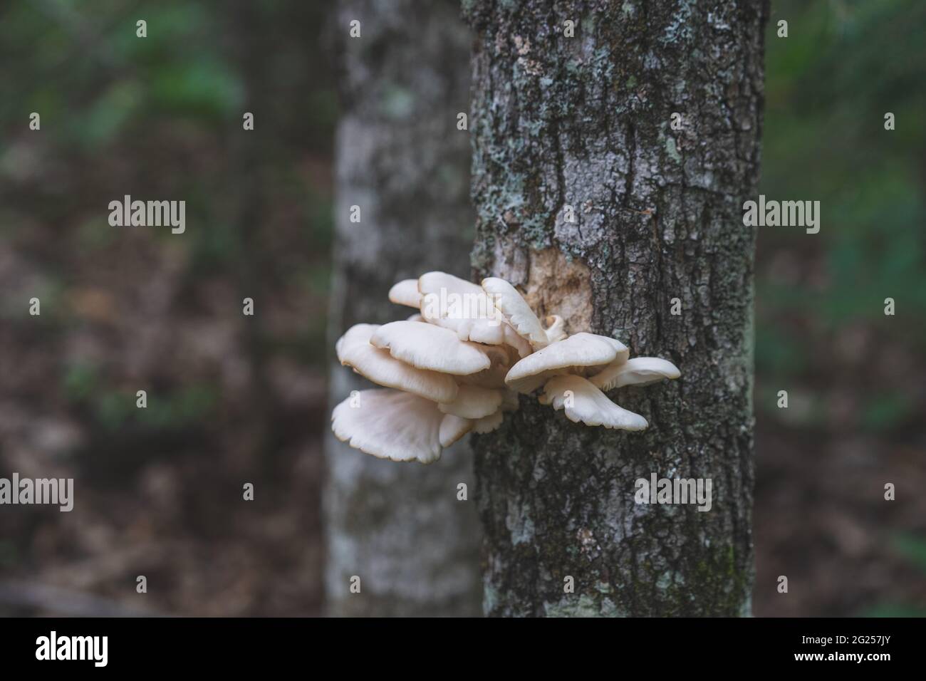 Cap Fungus Edible oyster mushrooms growing on a tree in Michigan USA Stock Photo