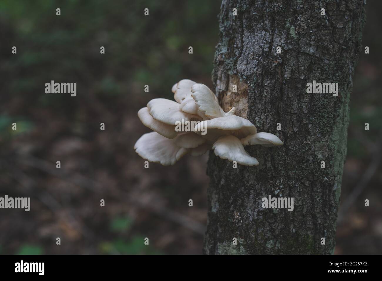 Cap Fungus Edible oyster mushrooms growing on a tree in Michigan USA Stock Photo
