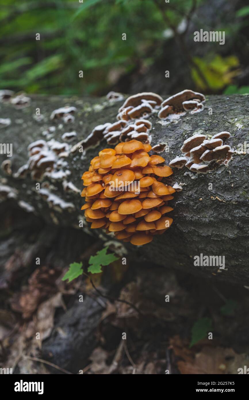 Michigan Armillaria gallica golden Mushrooms ancient fungoes in the upper peninsula Stock Photo