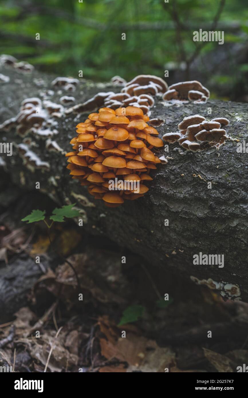 Michigan Armillaria gallica golden Mushrooms ancient fungoes in the upper peninsula Stock Photo