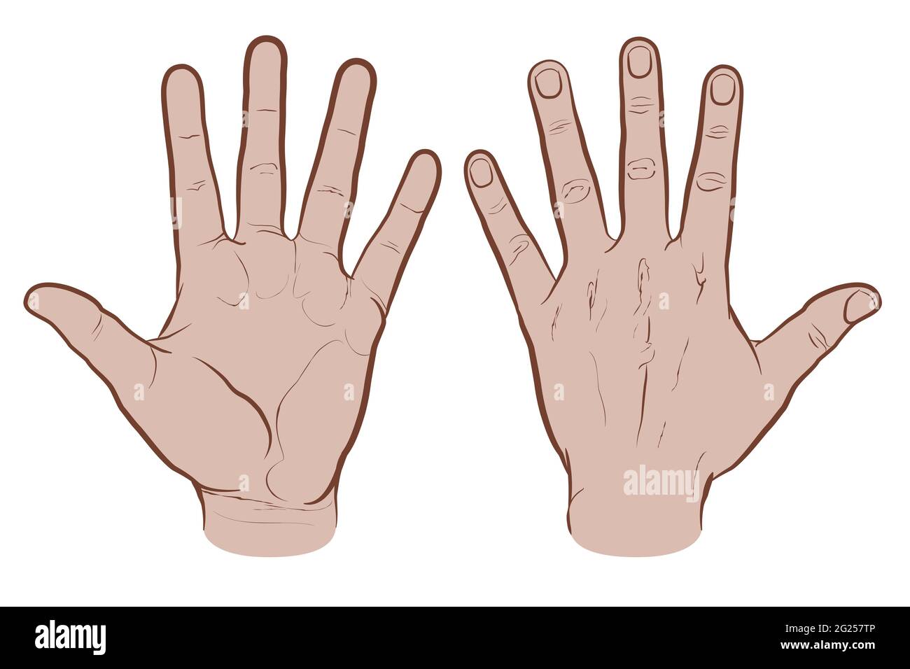 Front and back of hand, colored version. Flat vector drawing isolated on white background, EPS 8. Stock Vector