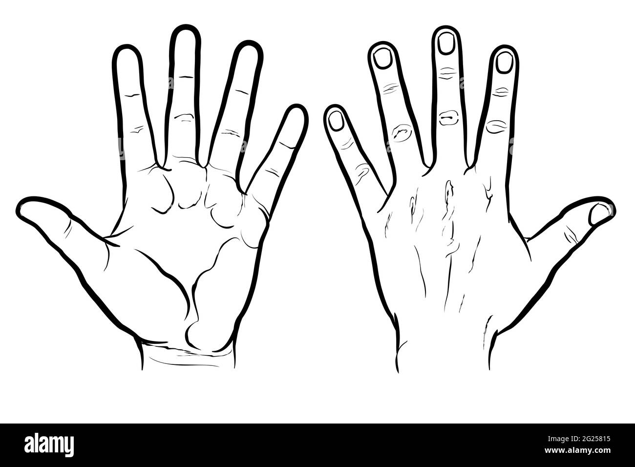 Front and back of hand, outline version. Flat vector drawing isolated on white background, EPS 8. Stock Vector