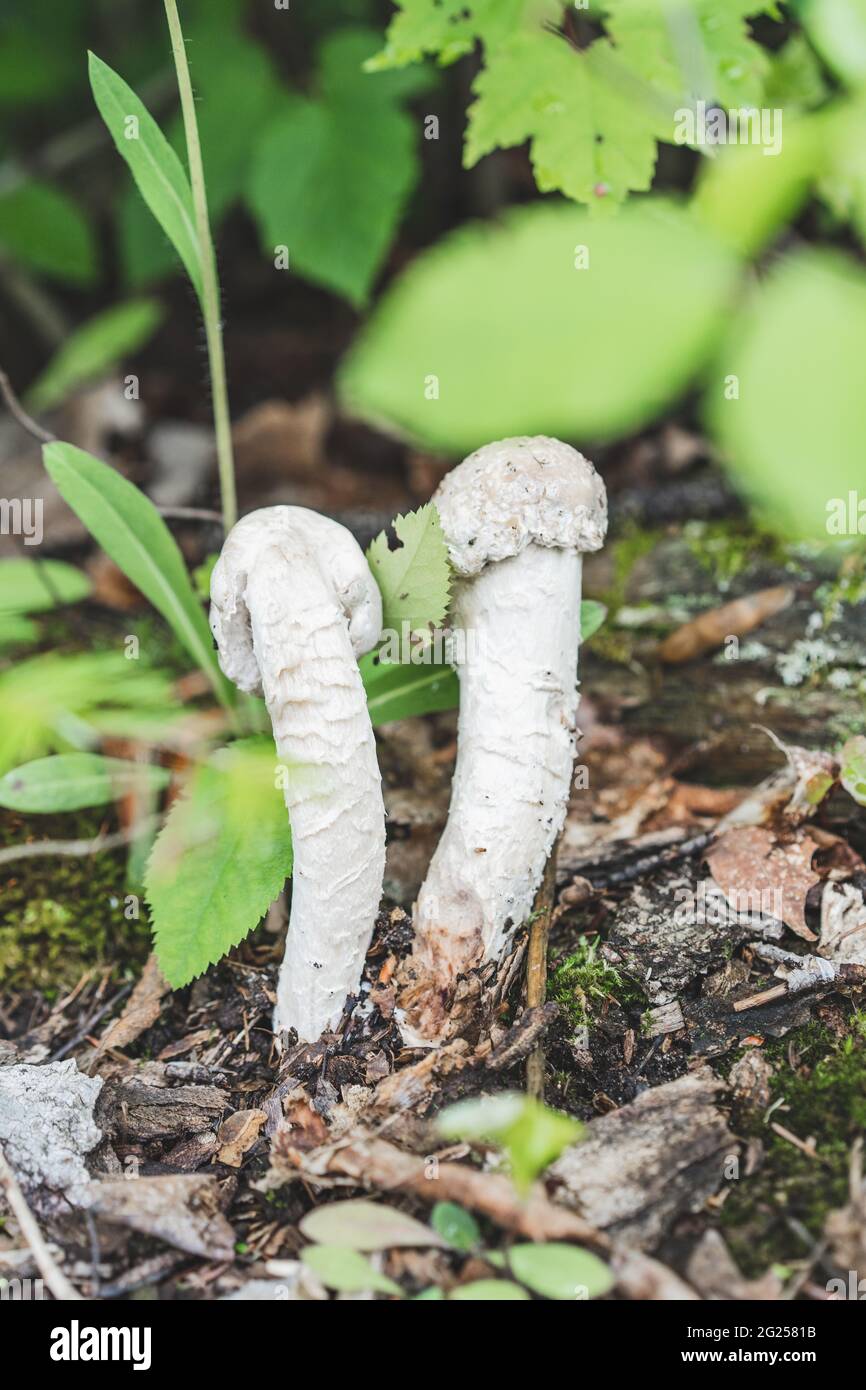 Wiled white mushroom forest fungi growing in Michigan USA Stock Photo