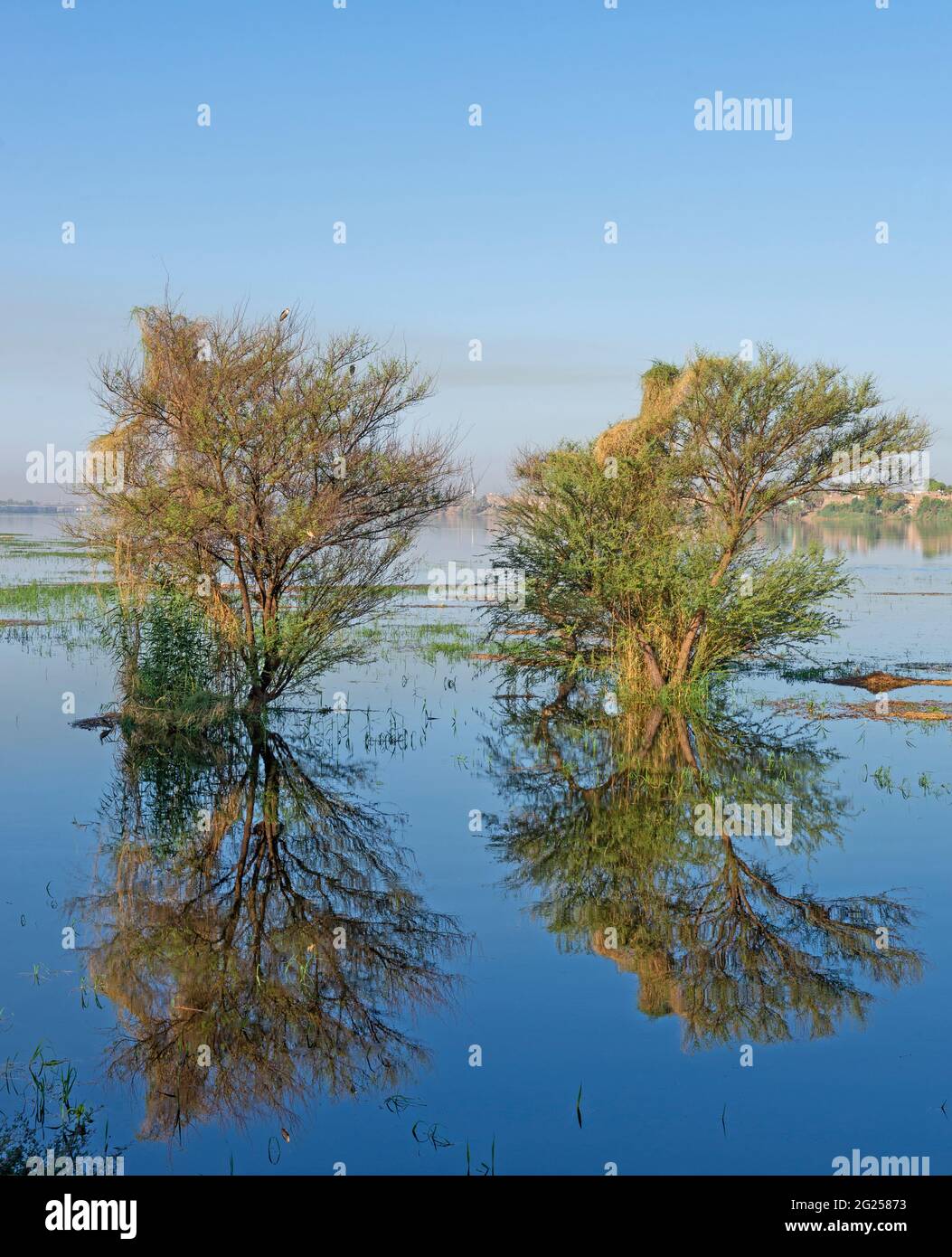 Trees during summer in rural flooded grassy field meadow countryside landscape setting with reflection in water Stock Photo