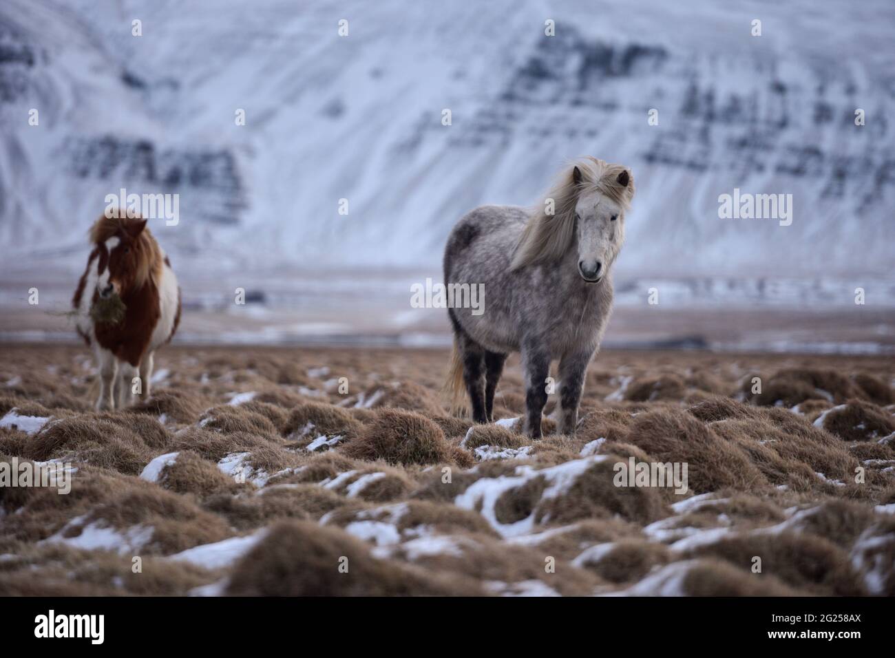 Two Icelandic horses standing in a snowy field in winter, Iceland Stock ...