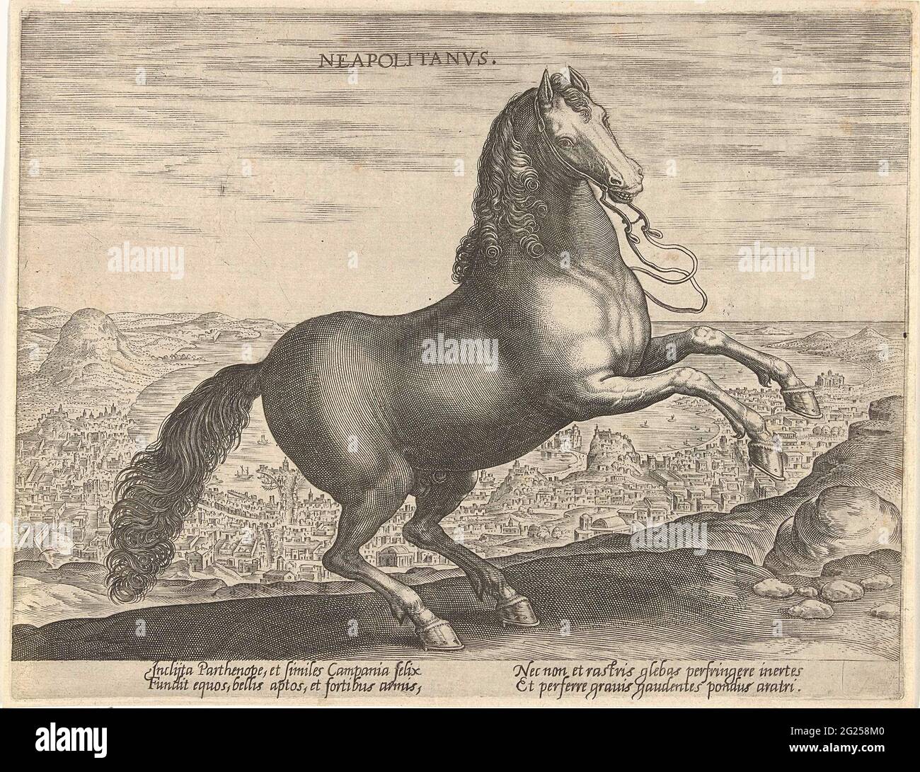 Horse from Naples; Neapolitanvs; Horse breeds from the Royal Stables of ...