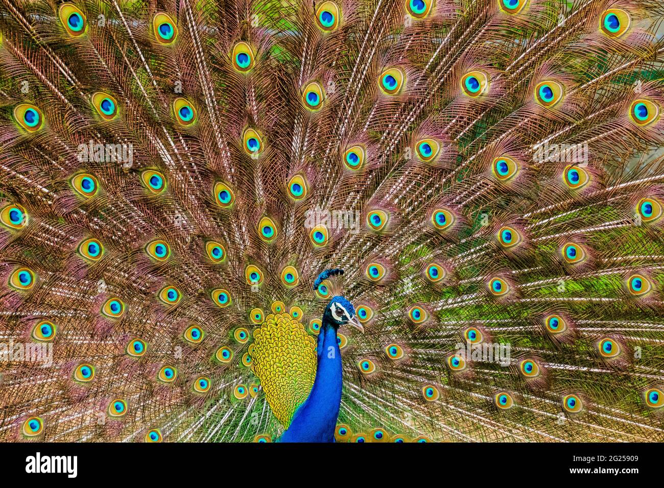 Indian male peacock dancing during monsoons Stock Photo