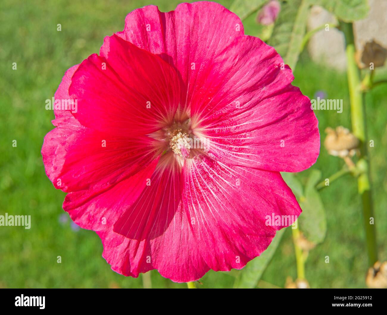 Close-up detail of a purple hibiscus flower petals and stigma in garden Stock Photo