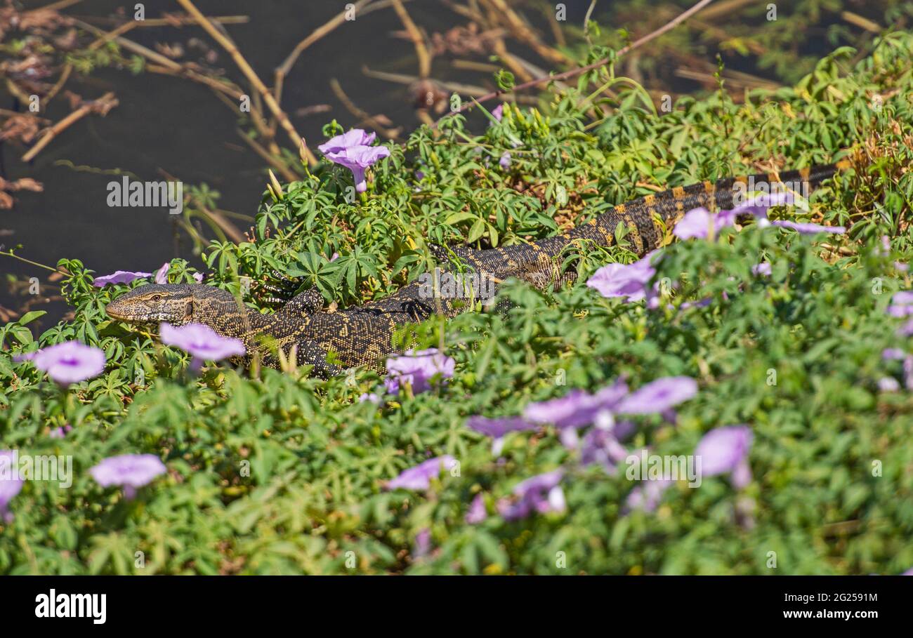 Nile monitor lizard varanus niloticus hiding on edge of river bank wetland in grass reeds Stock Photo