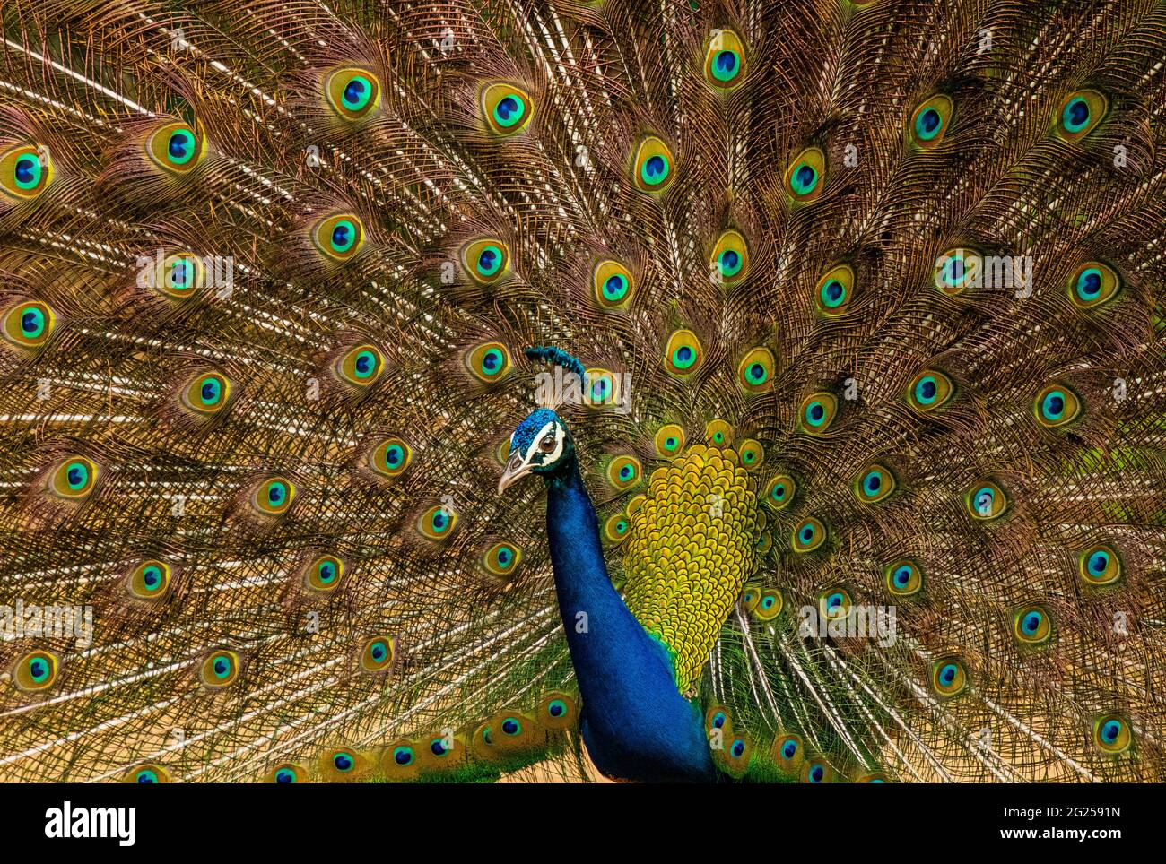 Indian male peacock dancing during monsoons Stock Photo
