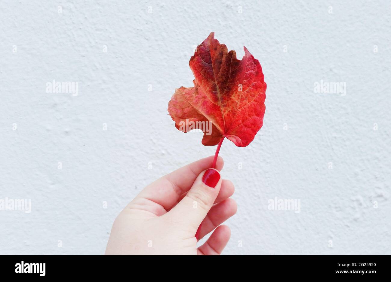 Close-up of a woman's hand holding a red autumn leaf Stock Photo