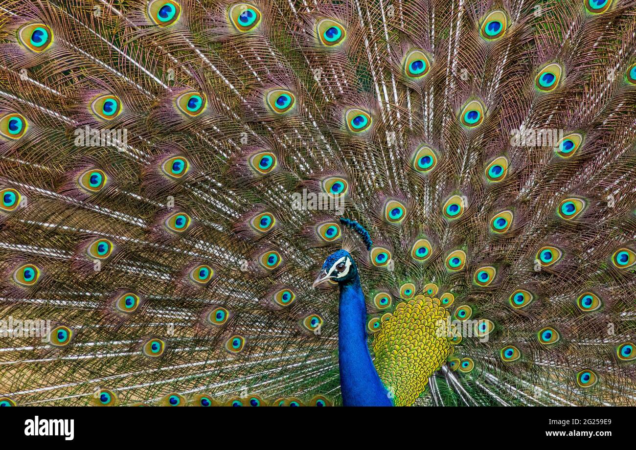 Indian male peacock dancing during monsoons Stock Photo