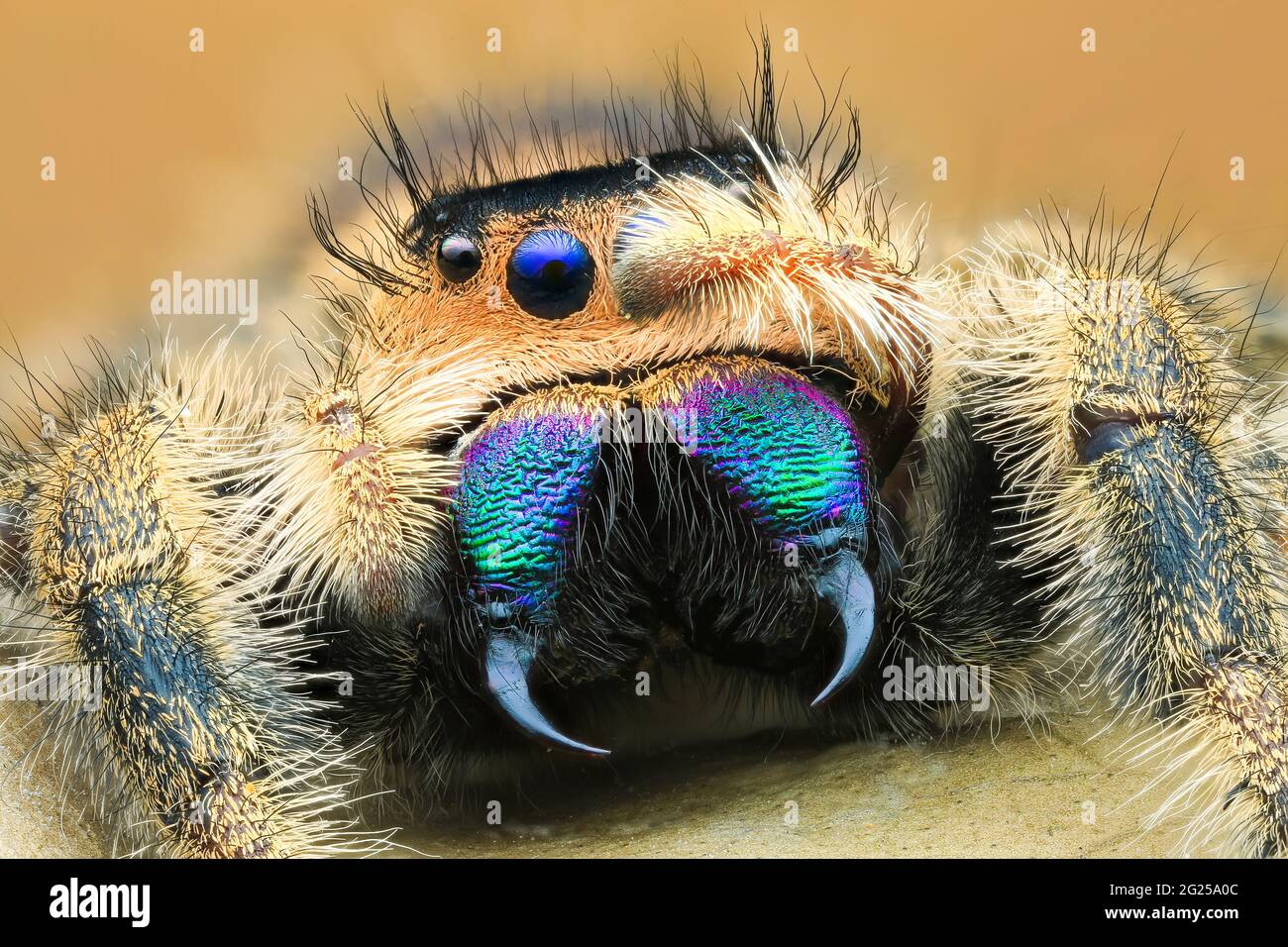 Close-up of a jumping spider on a leaf, Indonesia Stock Photo