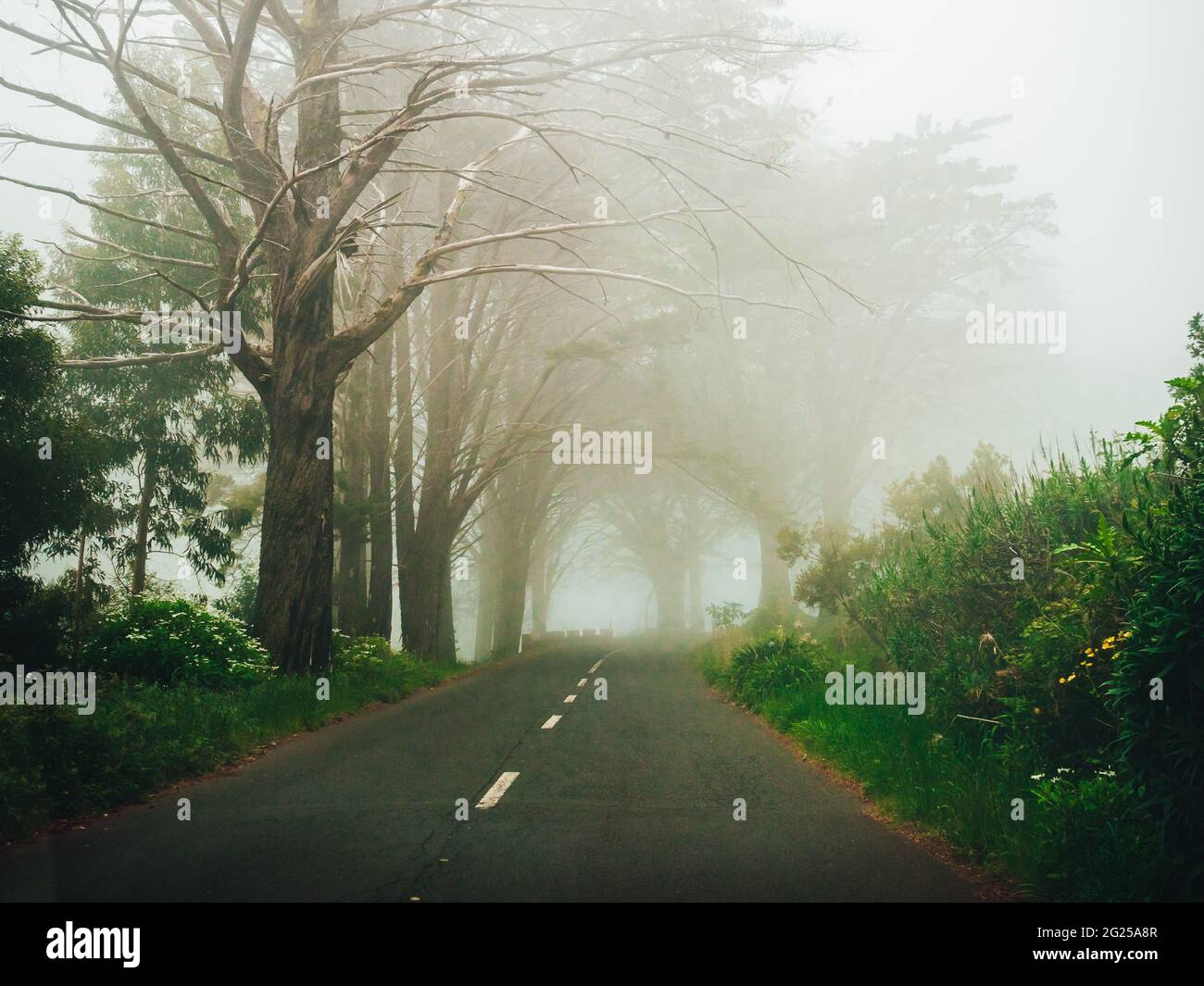 Road surrounded by beautiful green forest on a foggy weather Stock ...