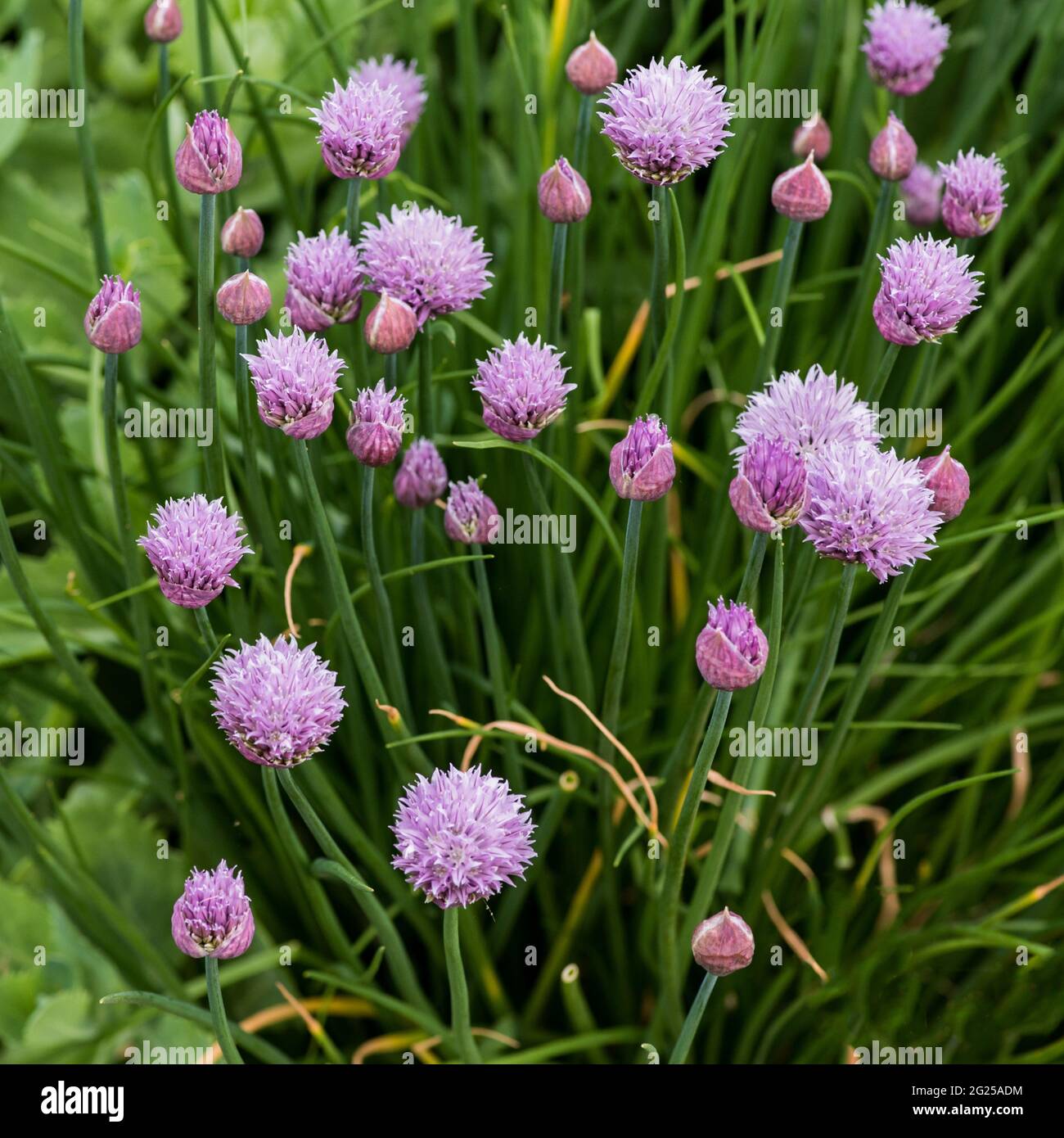 Allium schoenoprasum Stock Photo