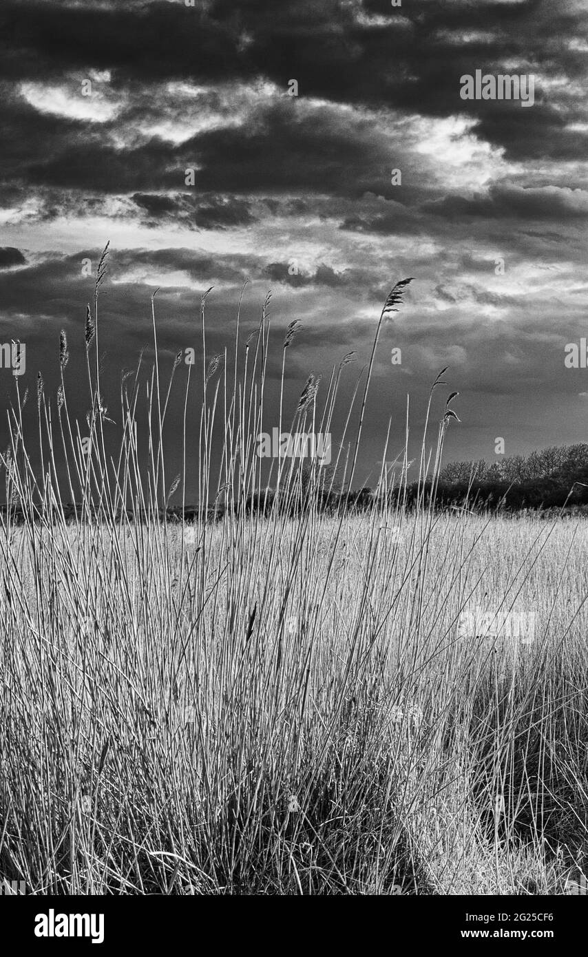Black and White photograph of Reed beds on the Suffolk Coast Stock Photo