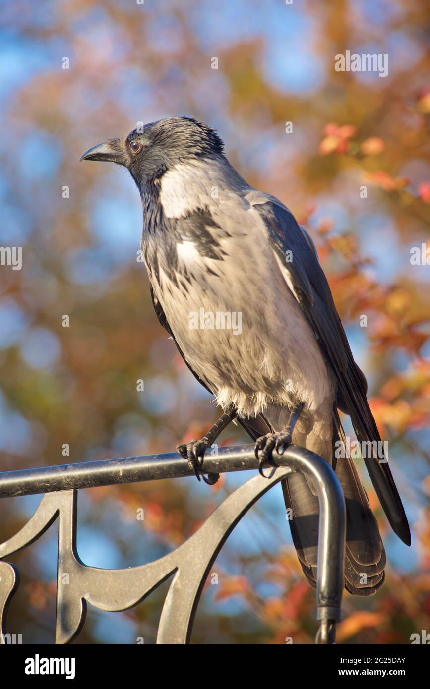 Likely a hooded crow, closely related to the carrion crow, which until