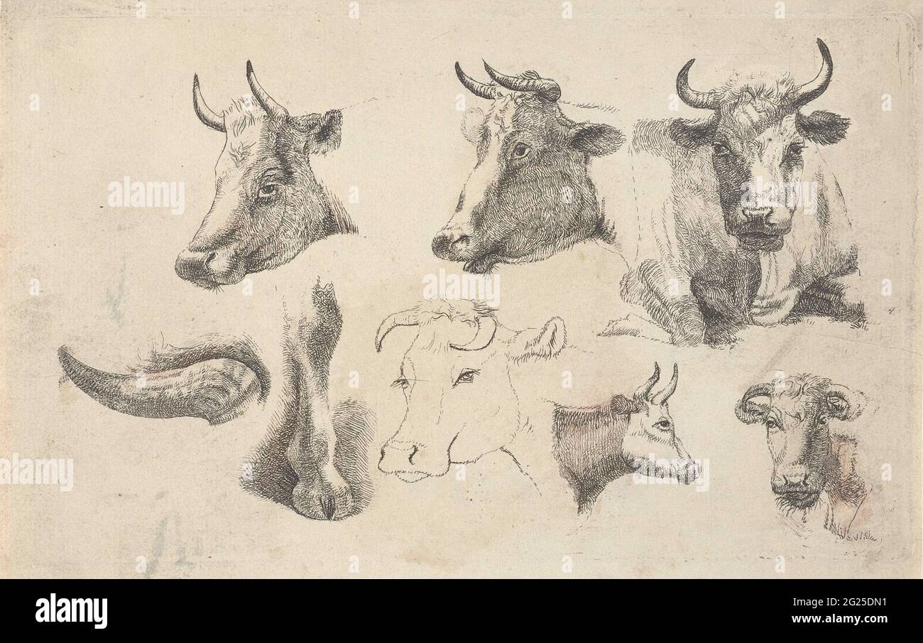 Study sheet with cups of cows. Study sheet with cups of cows, shown in ...