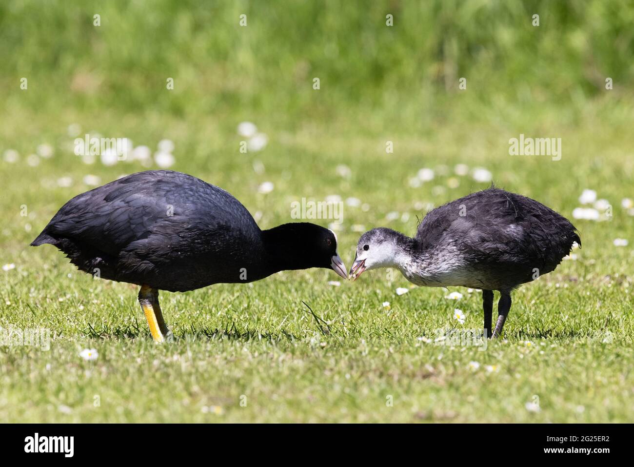 Adult coot feeding juvenile coot chick, Fulica altra, british waterbirds, England UK Stock Photo
