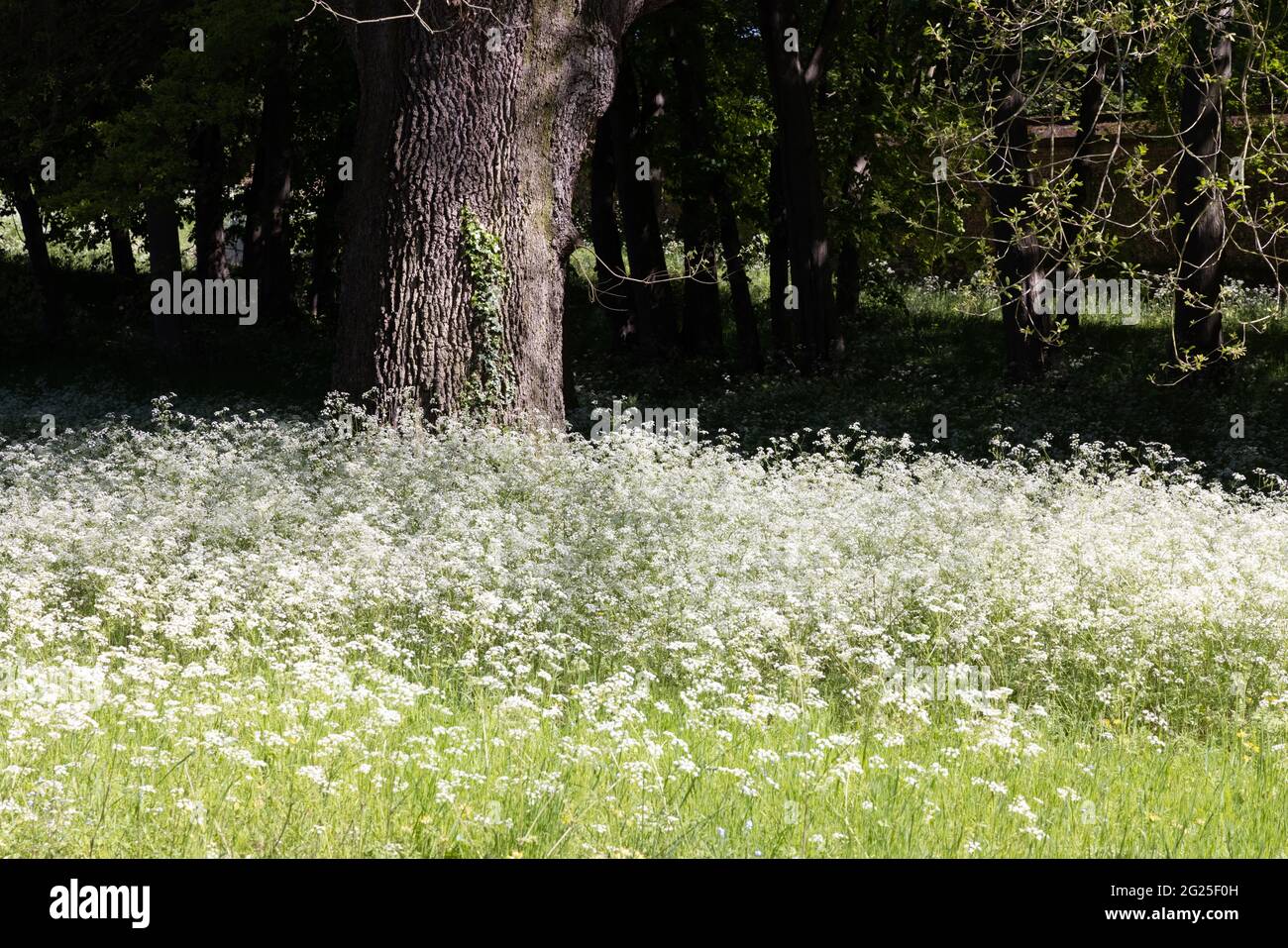 Cow parsley, Anthriscus sylvestris, aka wild chervil, wild beaked