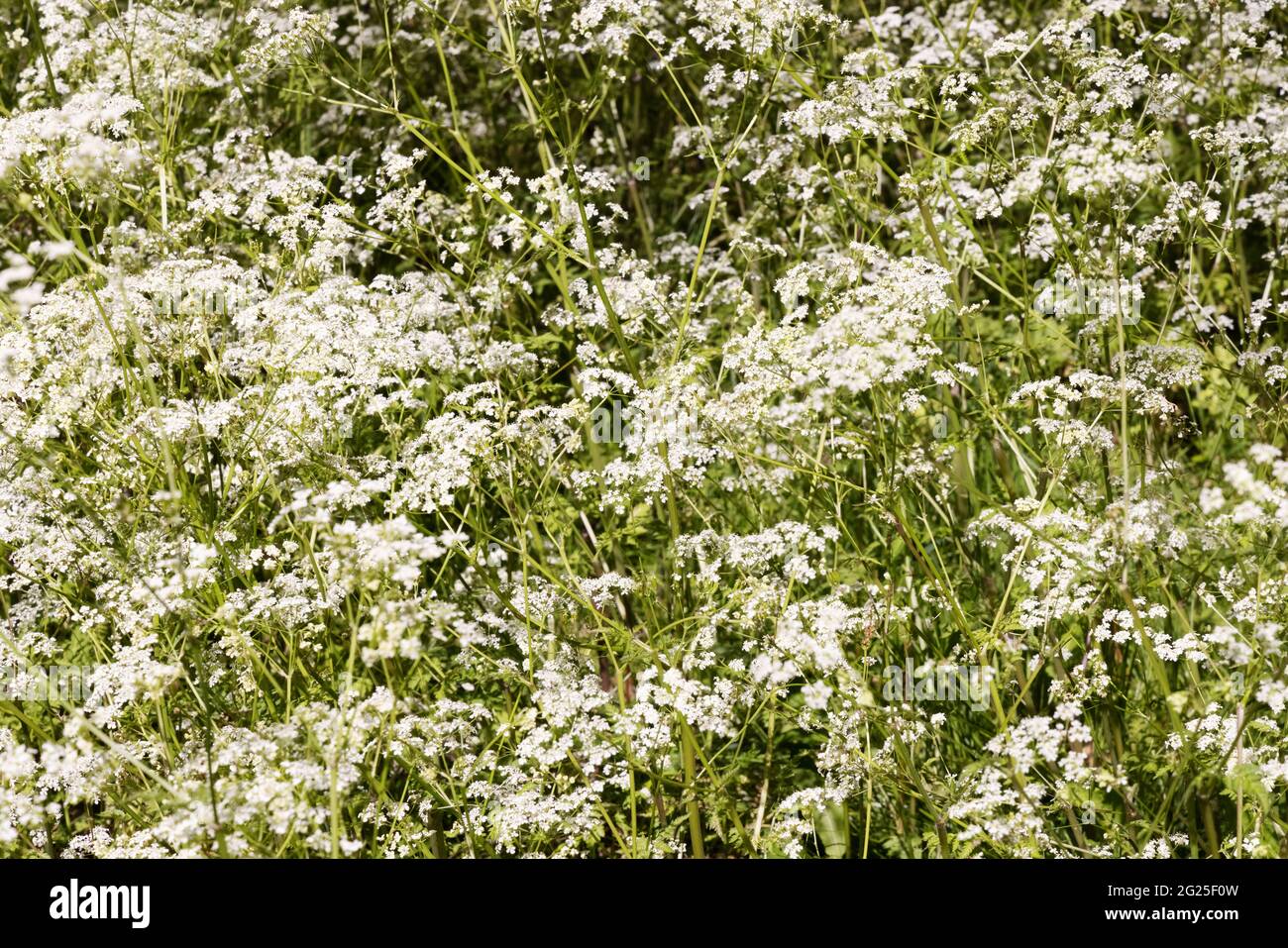 Cow parsley, Anthriscus sylvestris, aka wild chervil, wild beaked parsley, Queen Anne's lace or keck, growing in the UK Stock Photo
