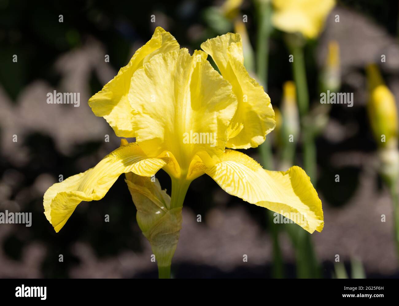 Iris Golden Planet, a yellow tall bearded iris flowering in spring, Suffolk UK Stock Photo