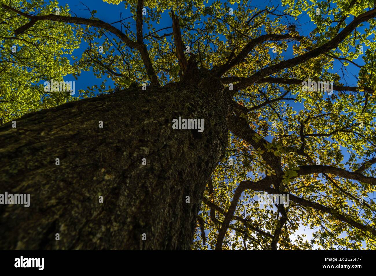Tree canopy from below spring hi-res stock photography and images - Alamy