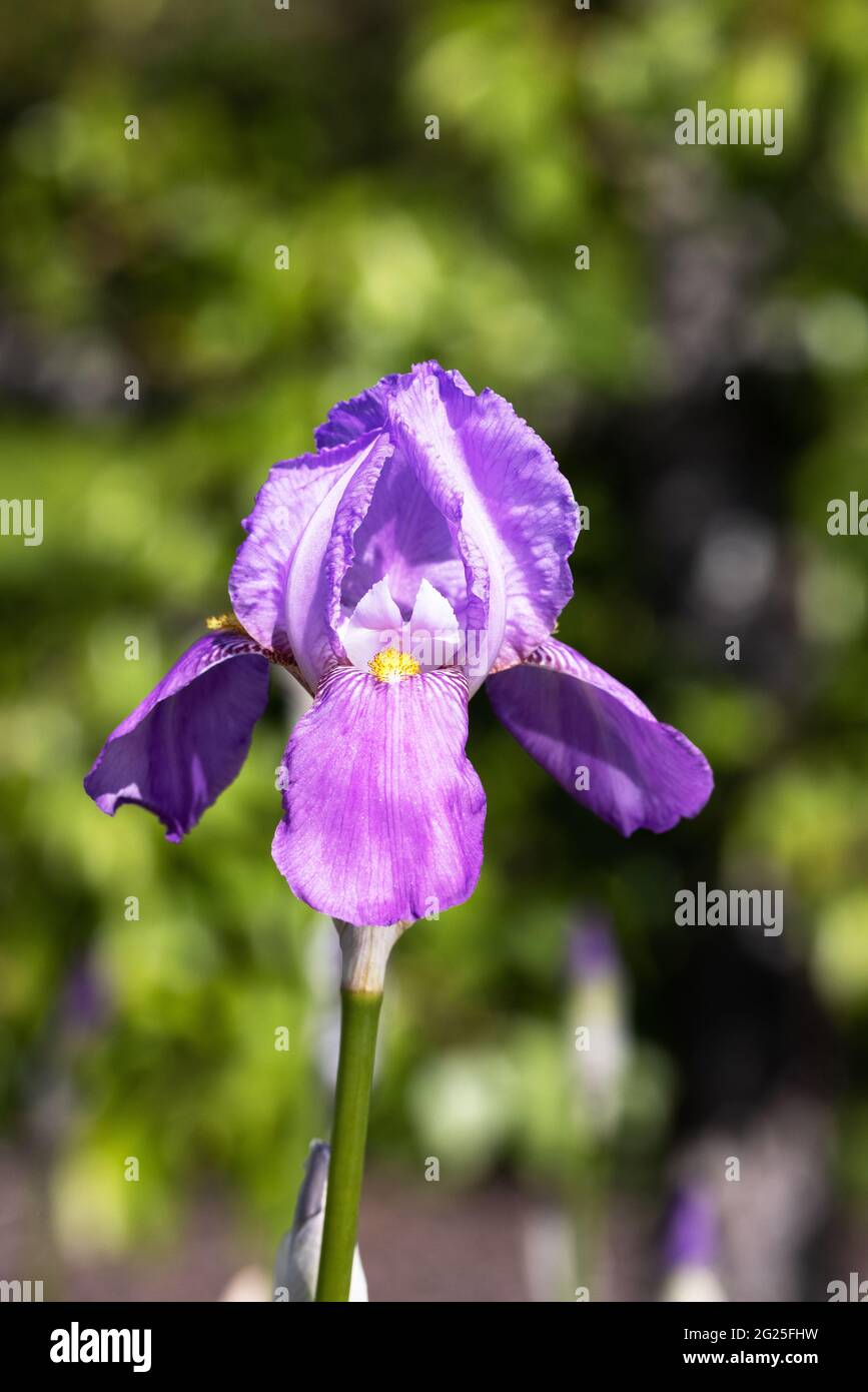 Purple Iris flower, variety Susan Bliss, flowering in a garden in spring, UK Stock Photo