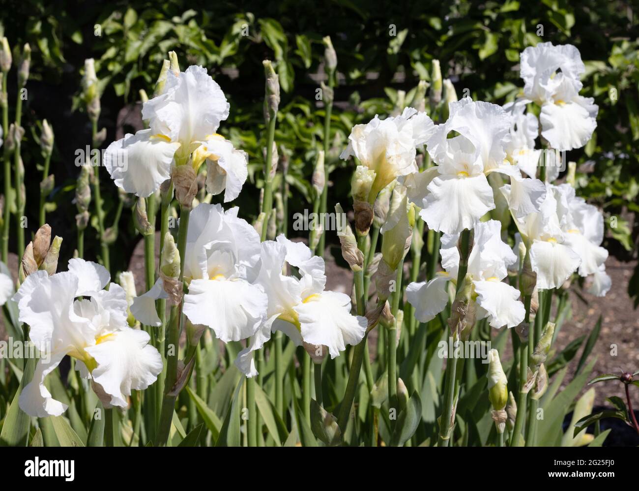 Iris, variety White Cliffs of Dover, a white iris flowering in spring in the UK Stock Photo