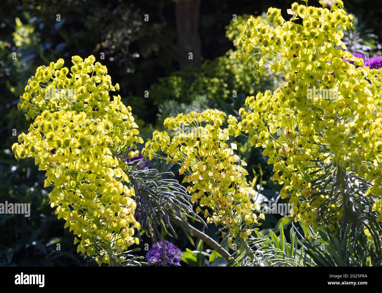 Mediterranean Spurge, aka Albanian Spurge, Euphorbia characias, an evergreen shrub growing in the UK Stock Photo