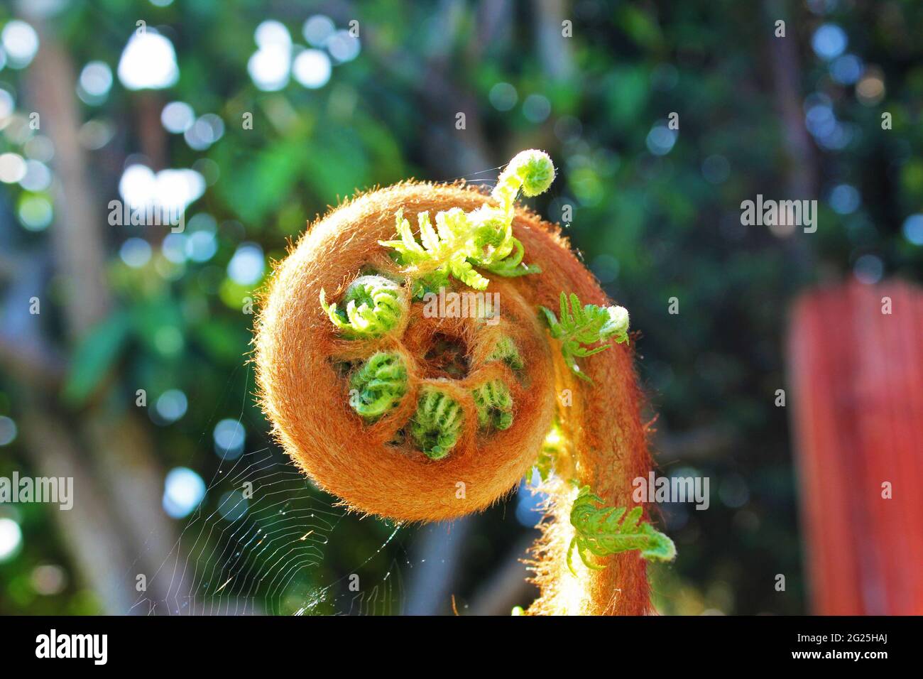 Unravelling Tasmanian Tree Fern frond, Dicksonia Antarctica. Close up in the sun in a garden in Manchester, England Stock Photo