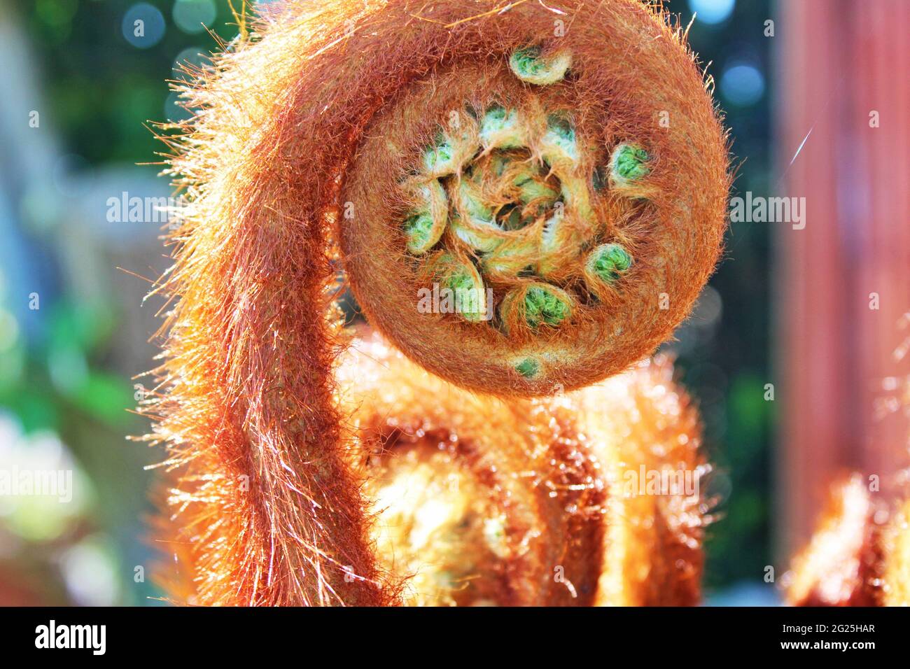 Unravelling Tasmanian Tree Fern frond, Dicksonia Antarctica. Close up