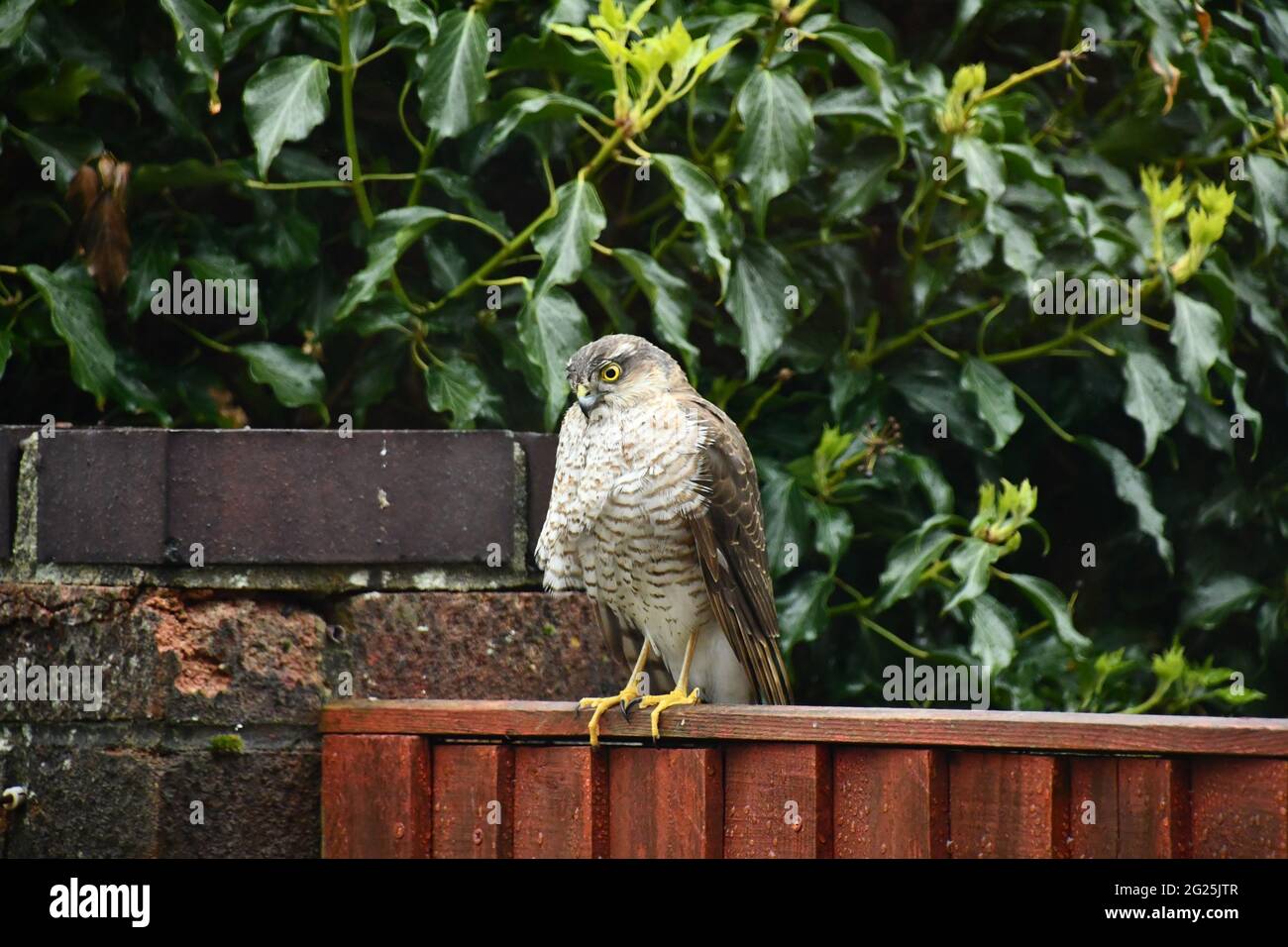 Sparrow Hawk,'Accipiter Nisus' perched on a garden fence in Somerset. Feathers being ruffled by the wind. Stock Photo