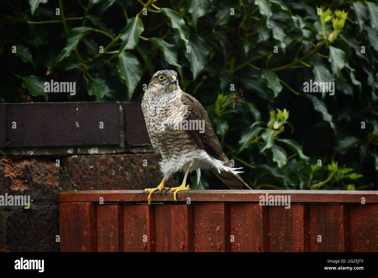 Sparrow Hawk,'Accipiter Nisus' perched on a garden fence in Somerset. Feathers being ruffled by the wind. Stock Photo