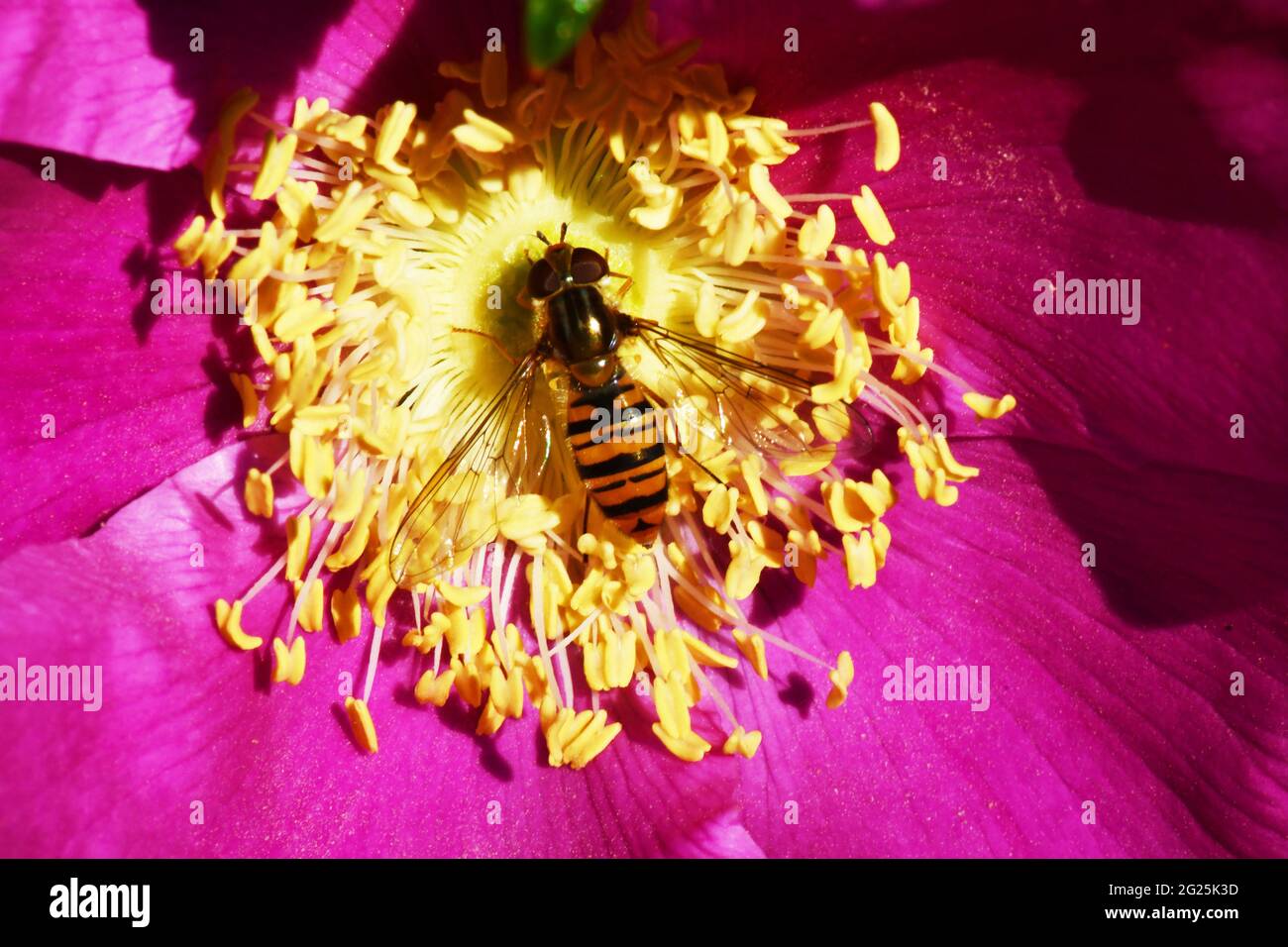 Hover-fly,' Episyrphus balteatus', common in gardens,here in Rosa Rugosa flower in a garden in Somerset.UK Stock Photo