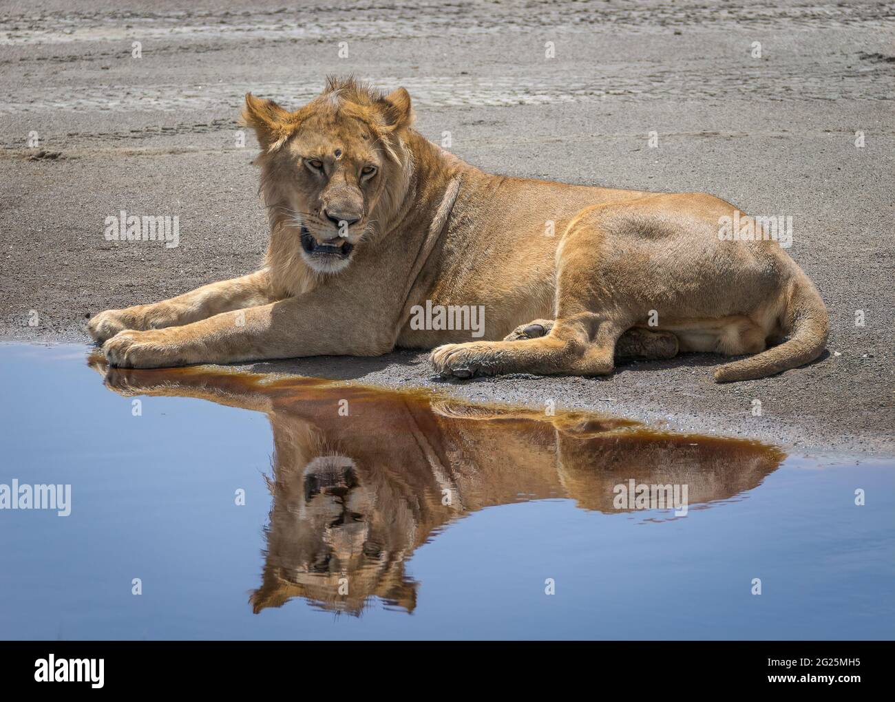 A young male lion resting at a water hole with a reflection. Stock Photo