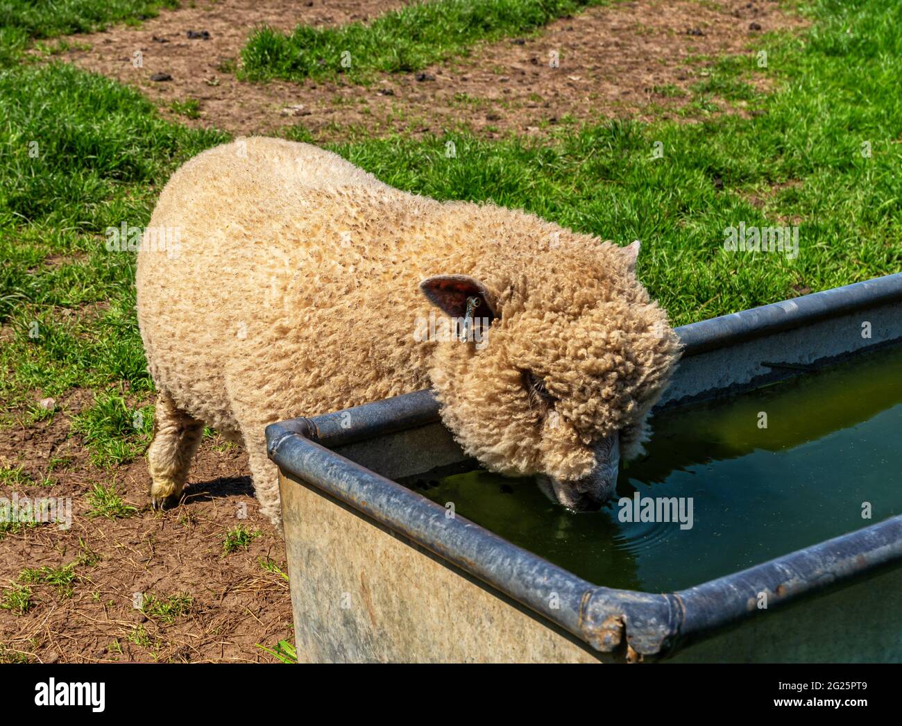 Sheep drinking water trough in hires stock photography and images Alamy