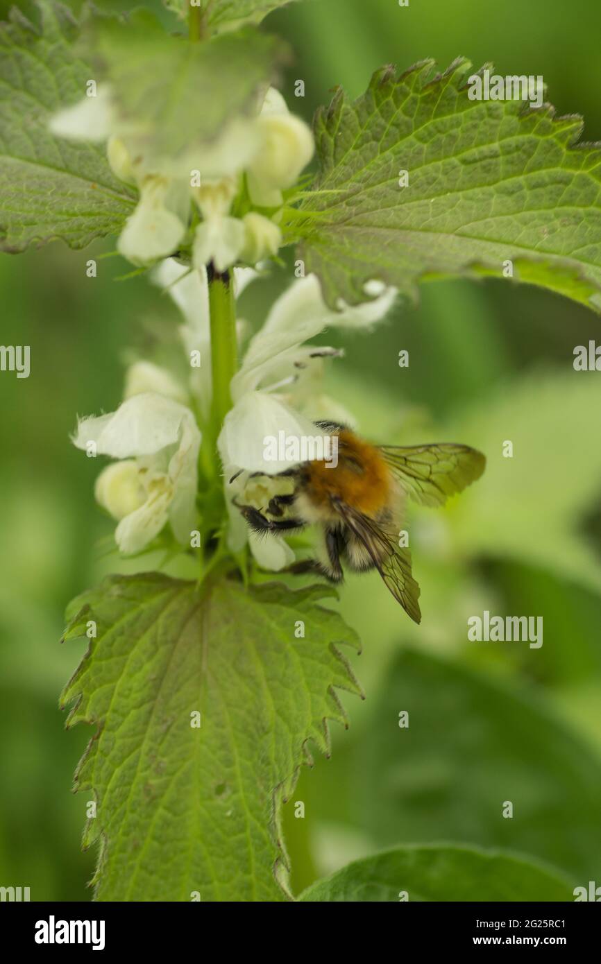 Bumblebee sipping nectar from a white deadnettle Stock Photo