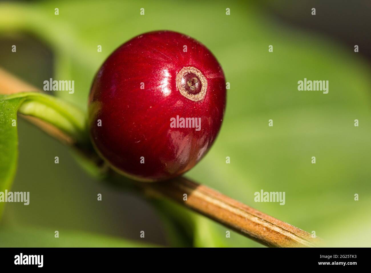 Macro shot of a ripe red coffee cherry growing on a coffee bush Stock Photo