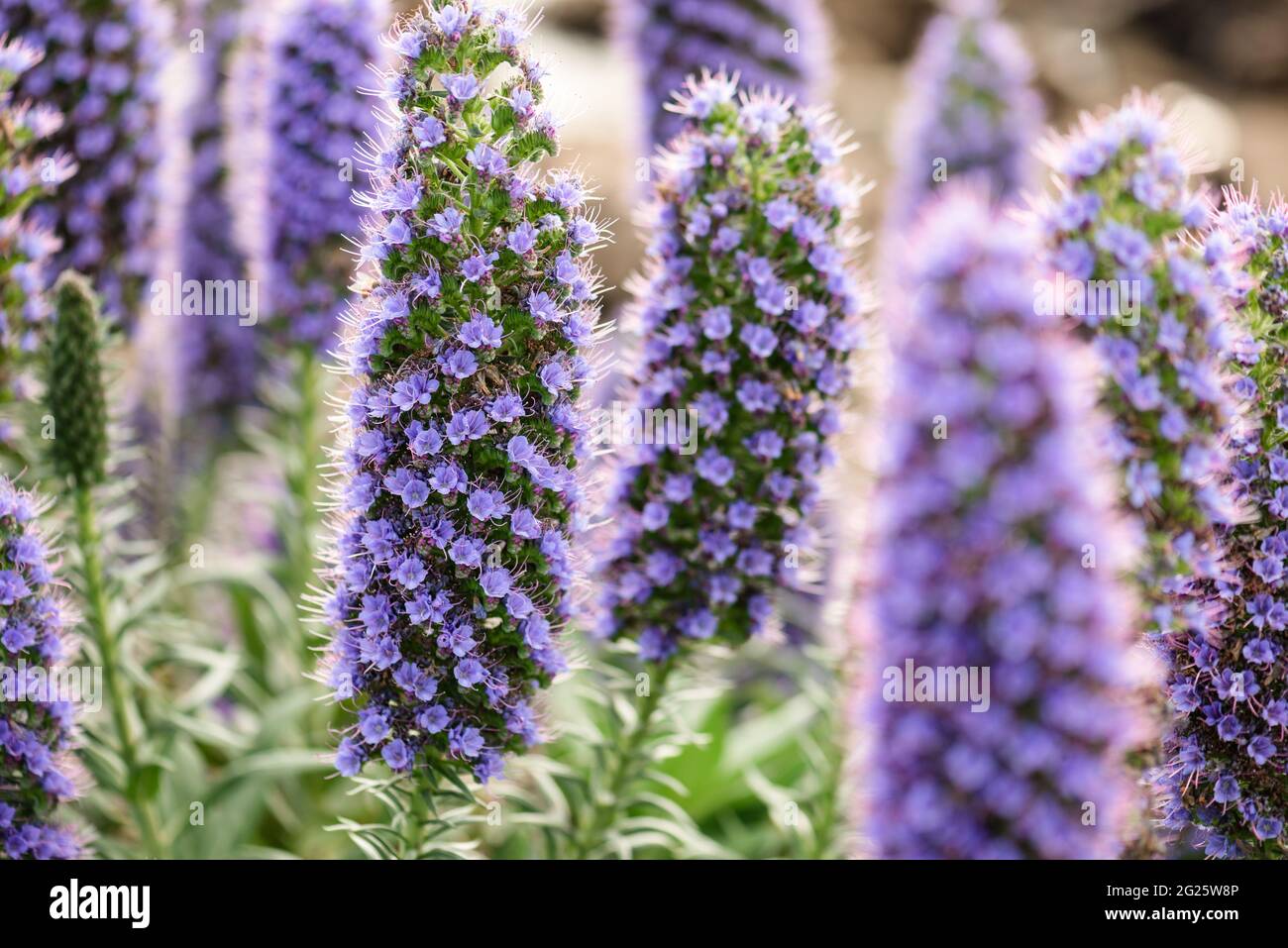 Vibrant purple lupin flowers in Napier New Zealand Stock Photo Alamy