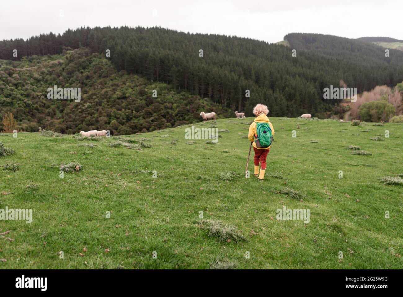 Young child walking in New Zealand field with sheep Stock Photo