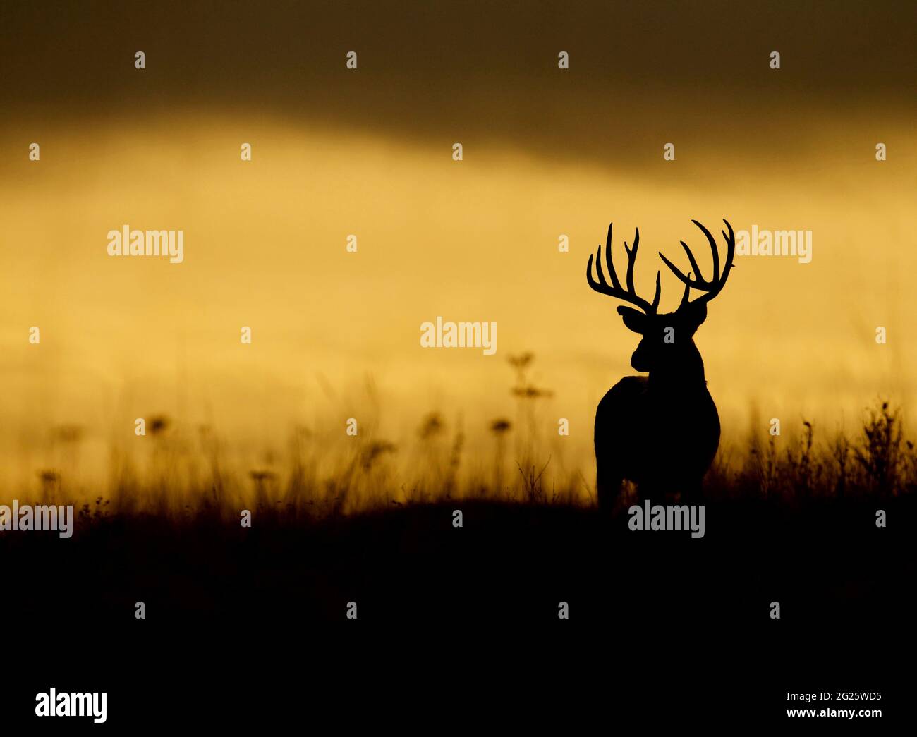 Whitetail buck deer silhouetted against a stormy sky in meadow habitat Stock Photo