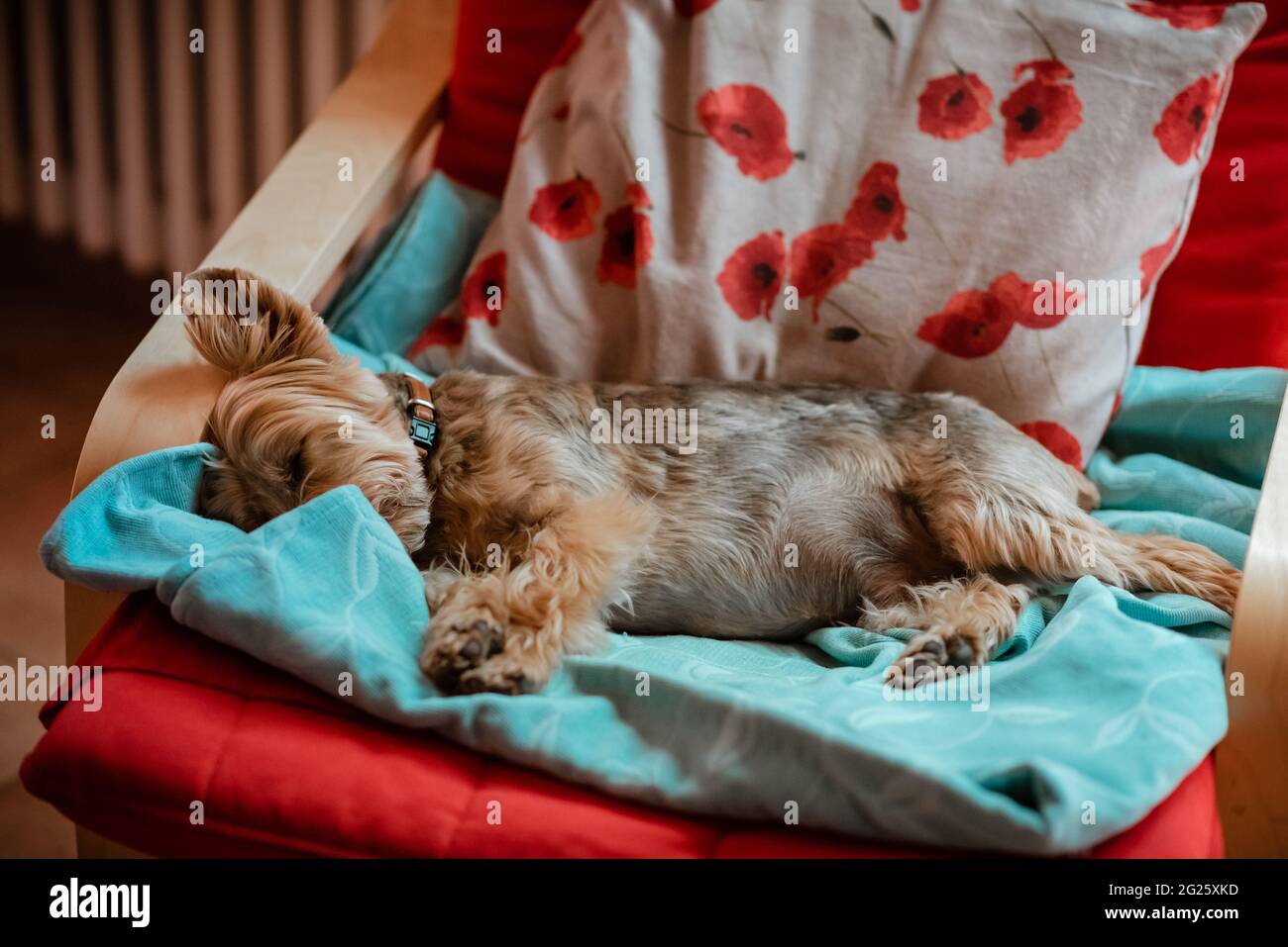 Yorkshire terrier sleeps on chair with colorful throw Stock Photo