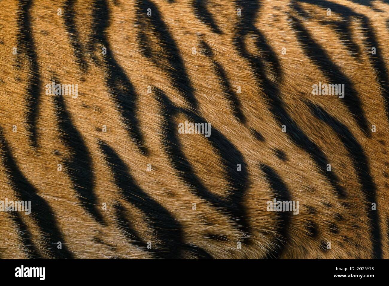 Tiger pattern, real sumatran tiger texture skin black orange stripe pattern for background Stock Photo