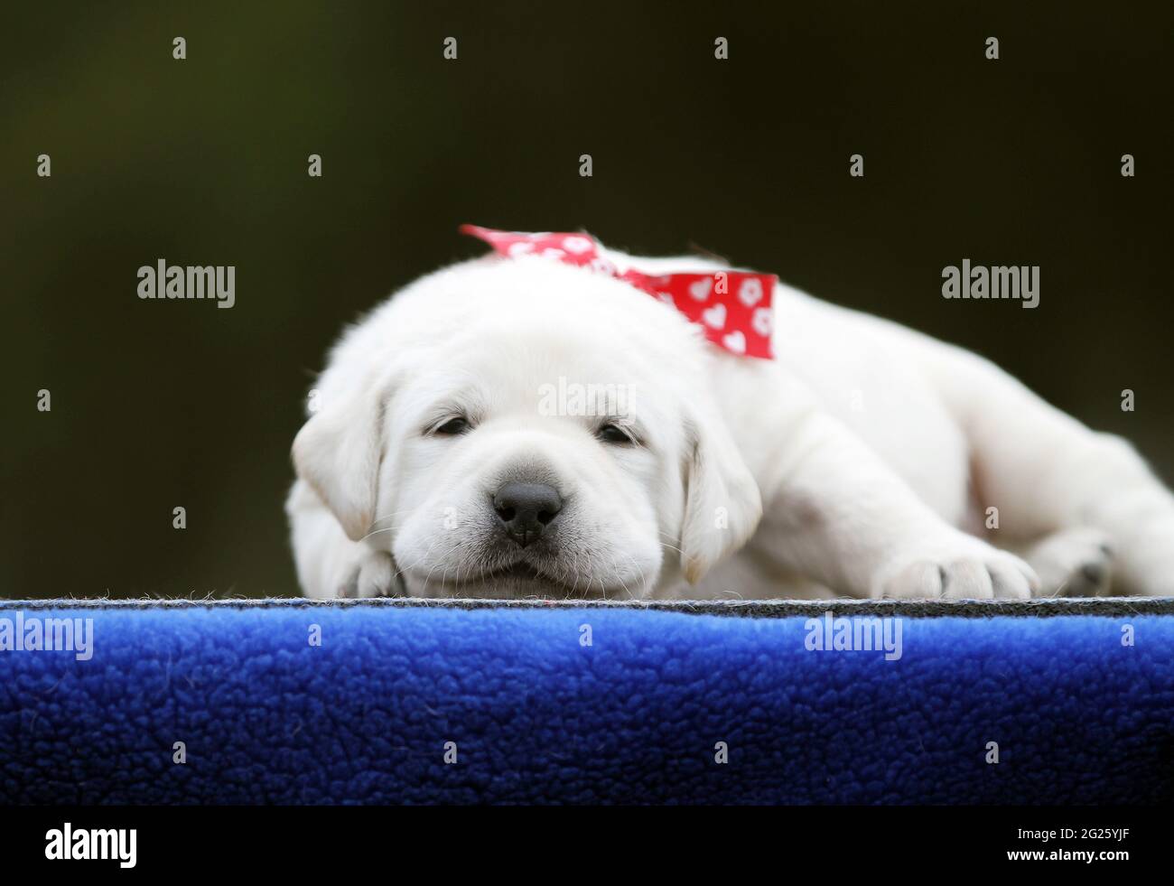 the yellow labrador puppy on the blue background Stock Photo - Alamy