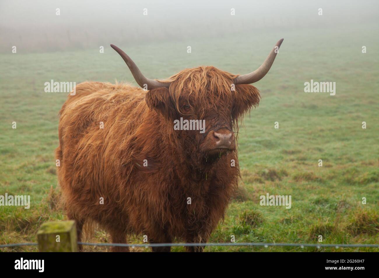 Portrait of a Scottish Highland Cow standing in a misty field Stock ...