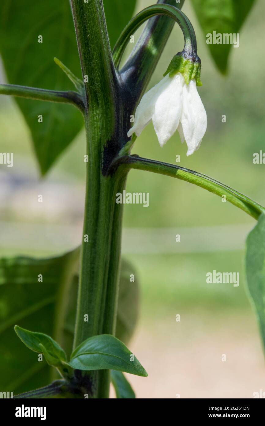 Chilli Jalapeño flower, Capsicum annuum, growing in a greenhouse. Stock Photo
