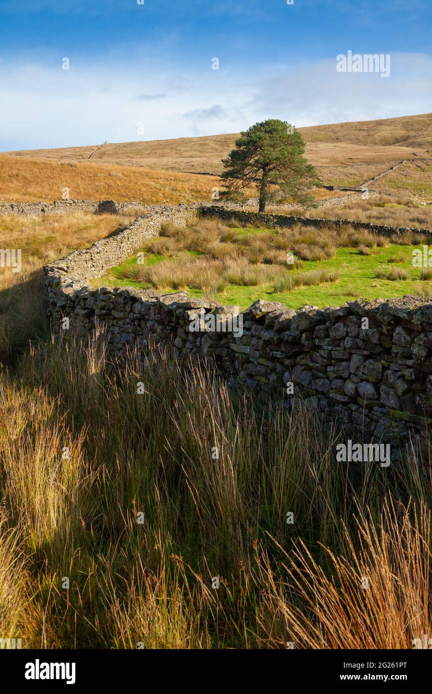 Stone walls on the Dales high way near Sedbergh Stock Photo