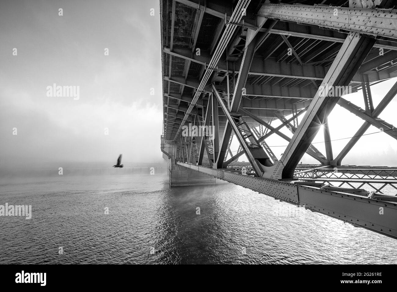 Black and white of bird flying near foggy bridge Stock Photo